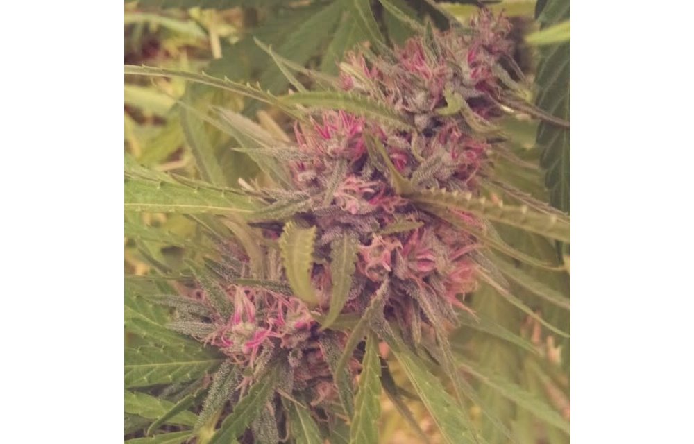 Panama Fem 5 pk