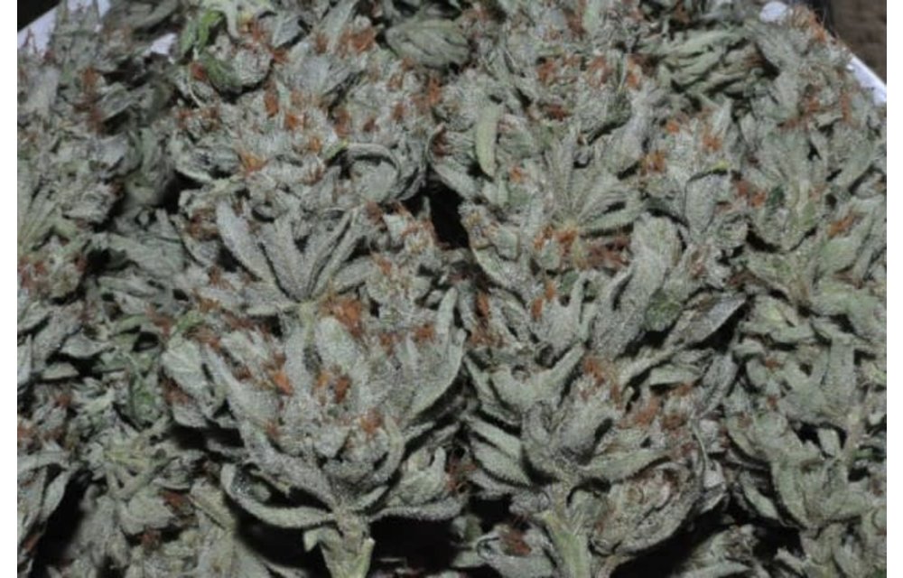 Panama Fem 5 pk