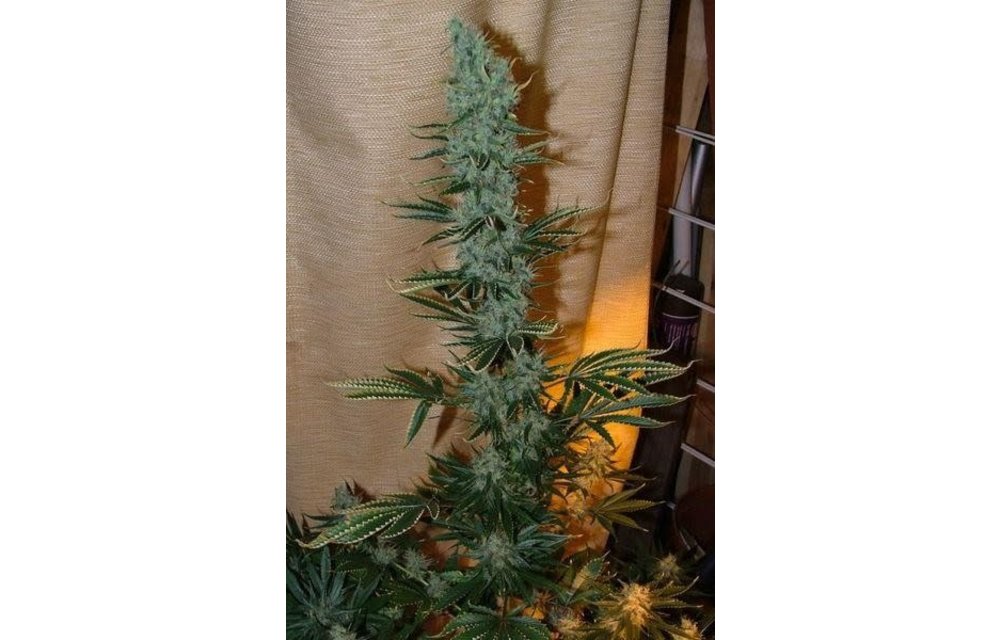 Nepal Jam Fem 5 pk