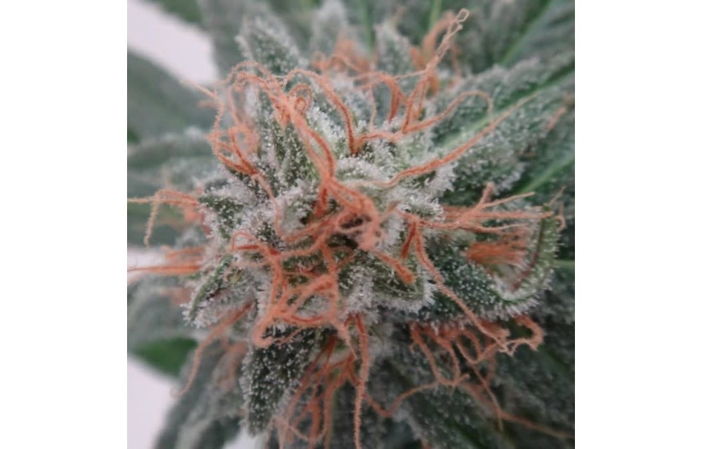 Nepal Jam Fem 5 pk