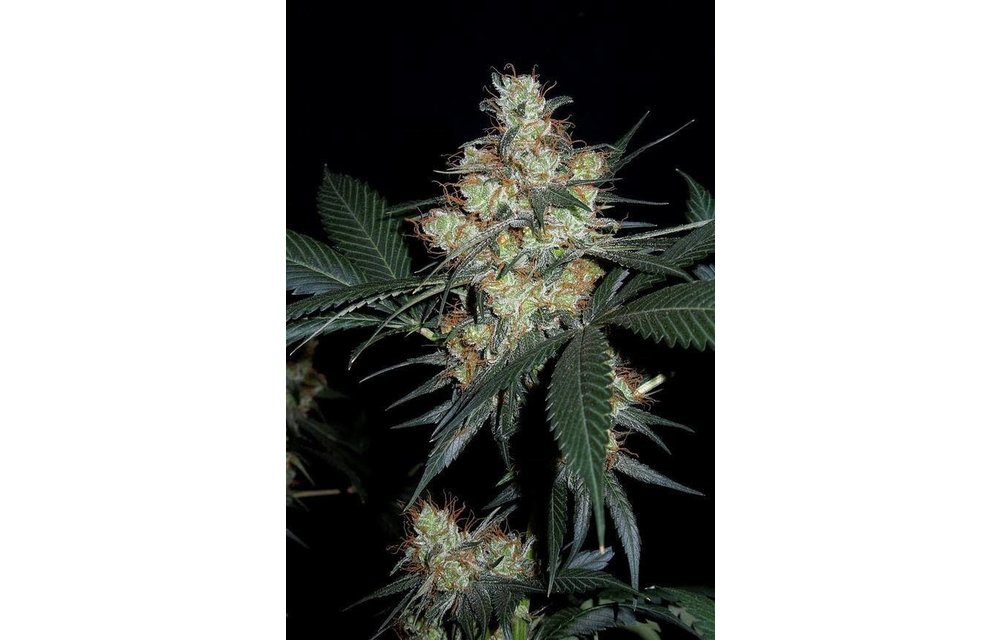 Nepal Jam Fem 5 pk