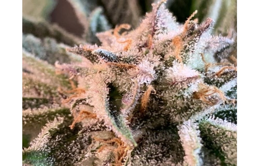 Nepal Jam Fem 5 pk