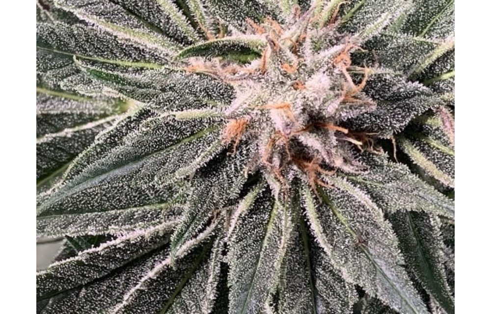 Nepal Jam Fem 5 pk