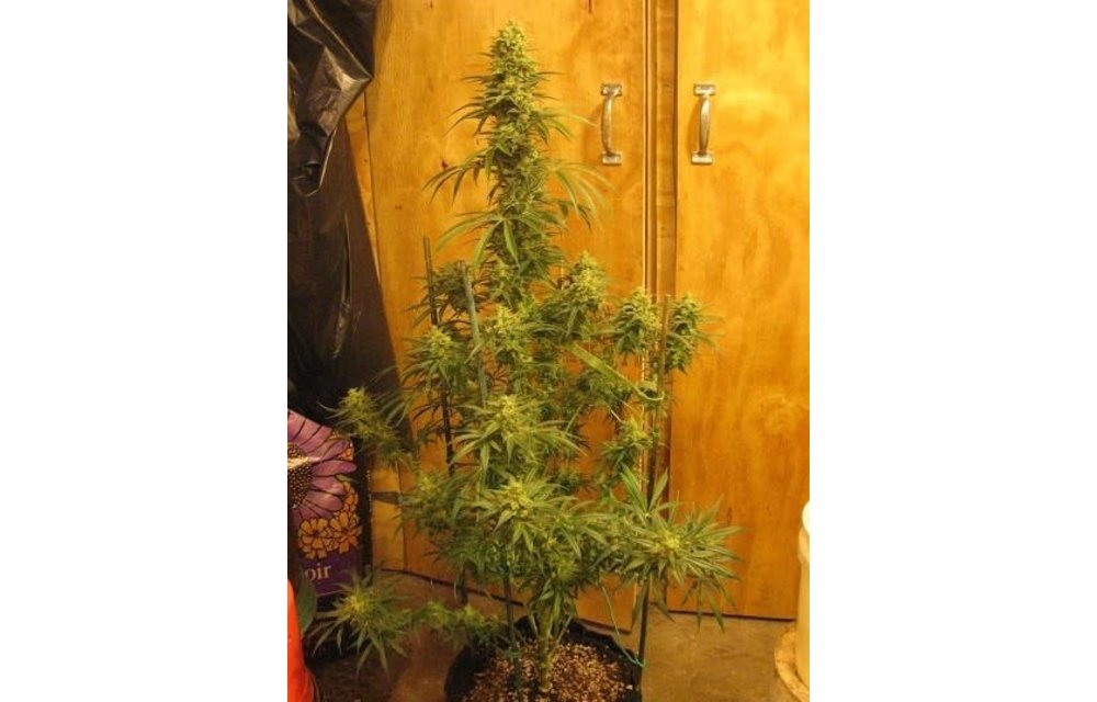 Kali China Fem 5 pk