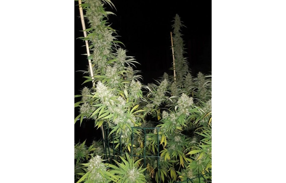 Kali China Fem 5 pk