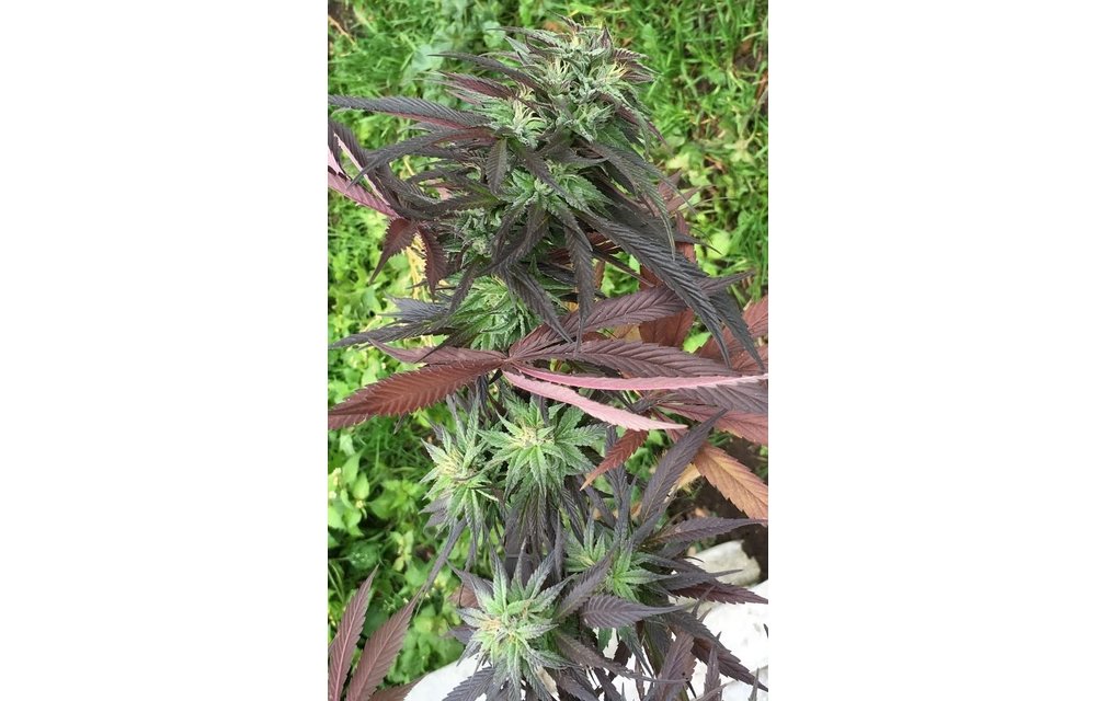 Kali China Fem 5 pk