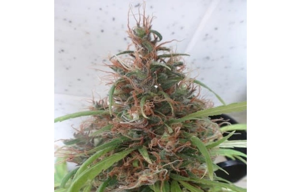 Honduras Reg 10 pk