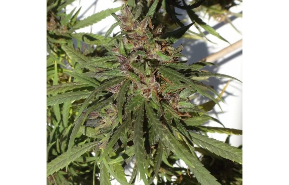 Honduras Reg 10 pk