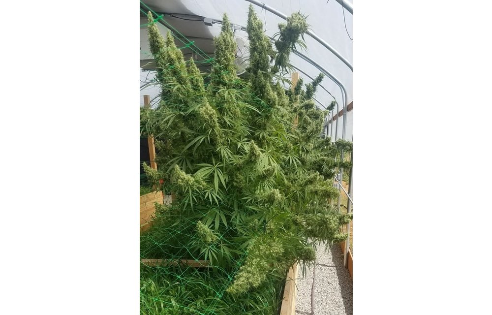 Honduras Reg 10 pk