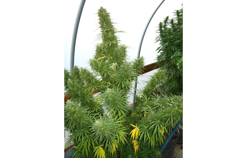 Lebanese Reg 10 pk