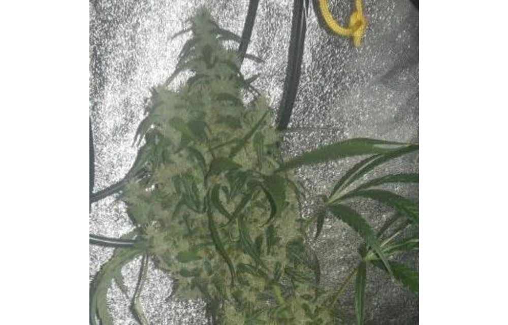 Purple Pakistani Haze Fem 5 pk