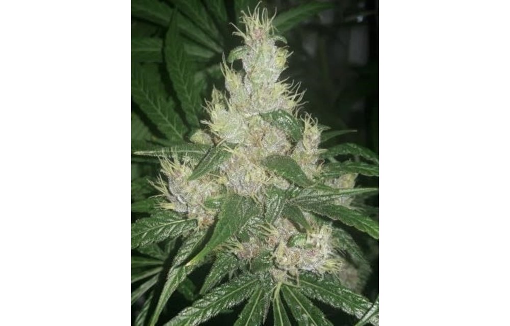 Purple Pakistani Haze Fem 5 pk