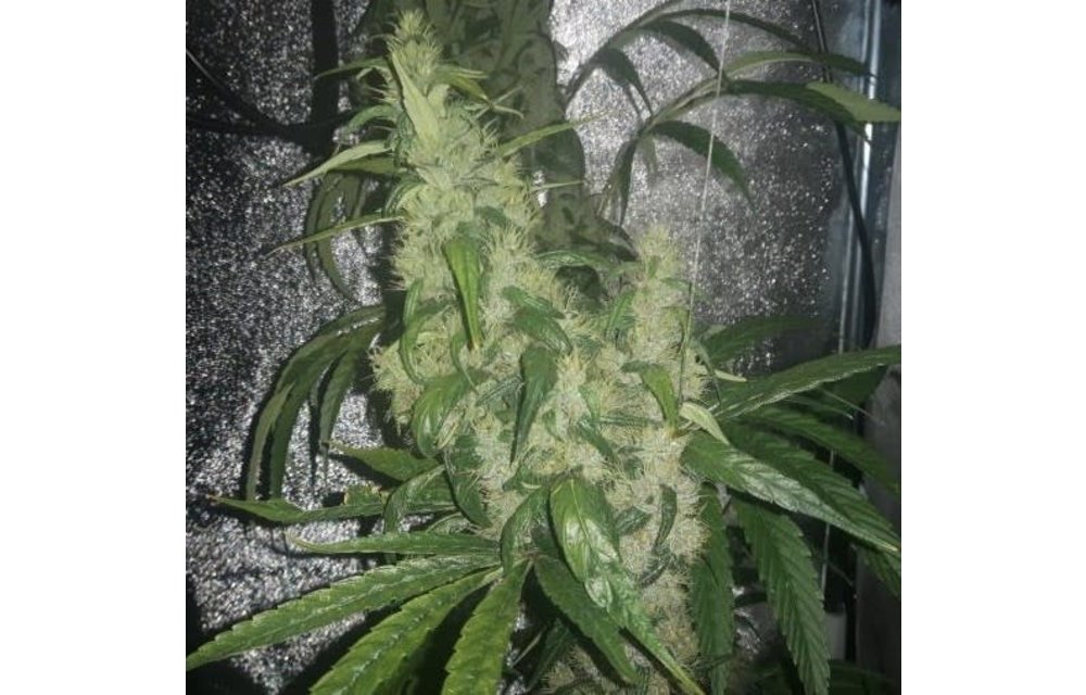 Purple Pakistani Haze Fem 5 pk