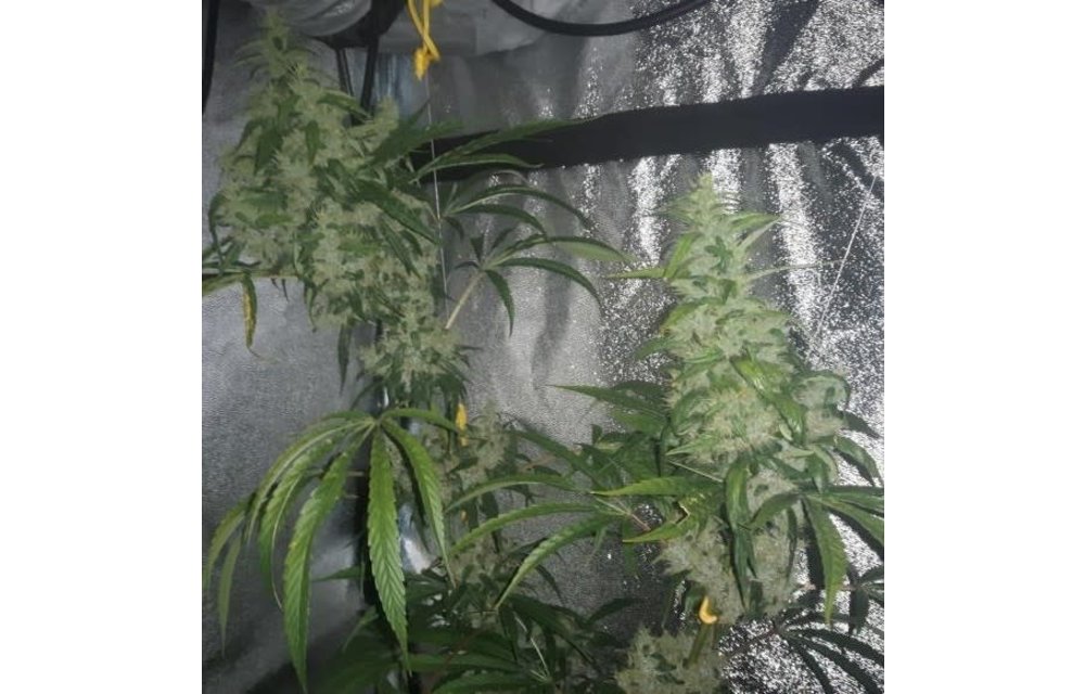 Purple Pakistani Haze Fem 5 pk