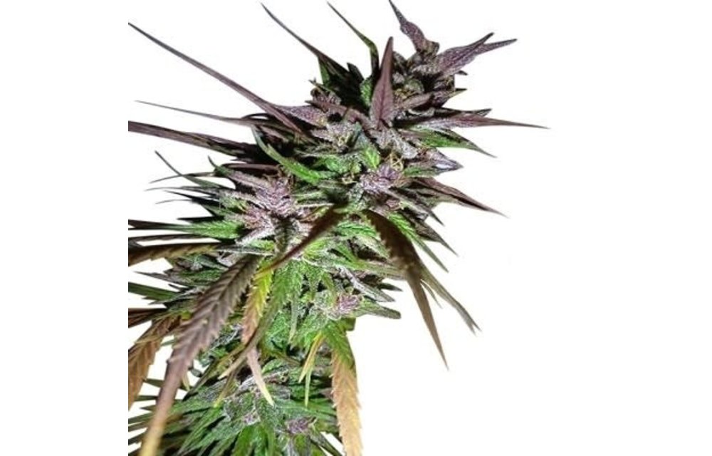 Purple Pakistani Haze Fem 5 pk