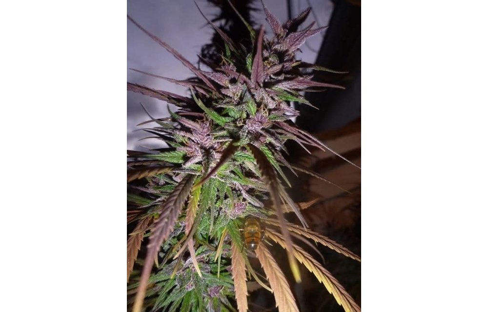 Purple Pakistani Haze Fem 5 pk