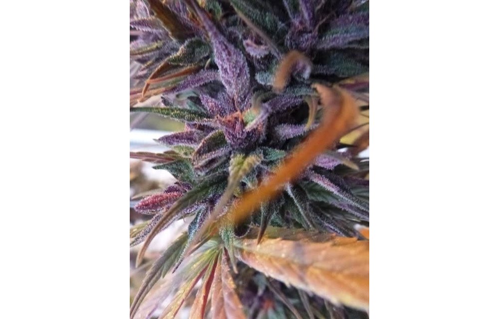 Purple Pakistani Haze Fem 5 pk