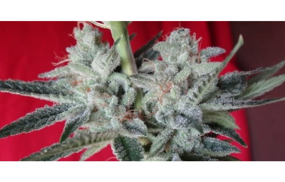 Snow Moon Fem 5 pk