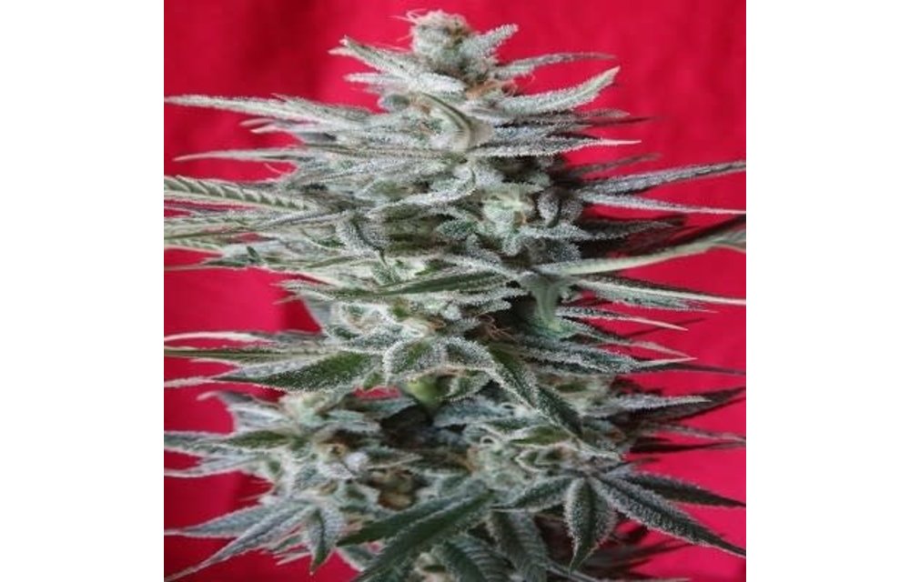 Snow Moon Fem 5 pk