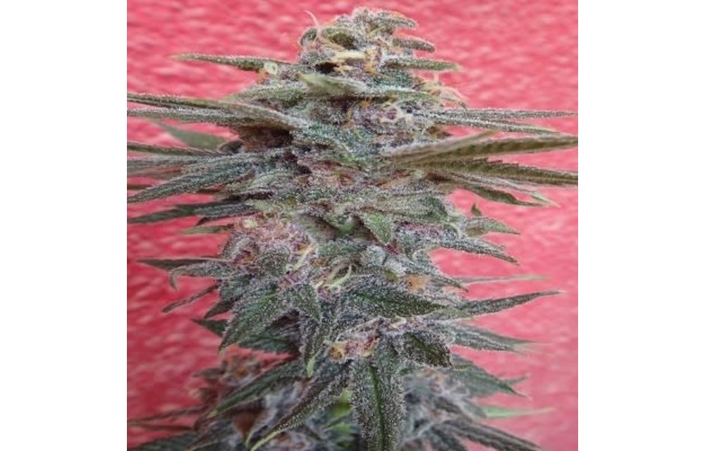 Snow Moon Fem 5 pk