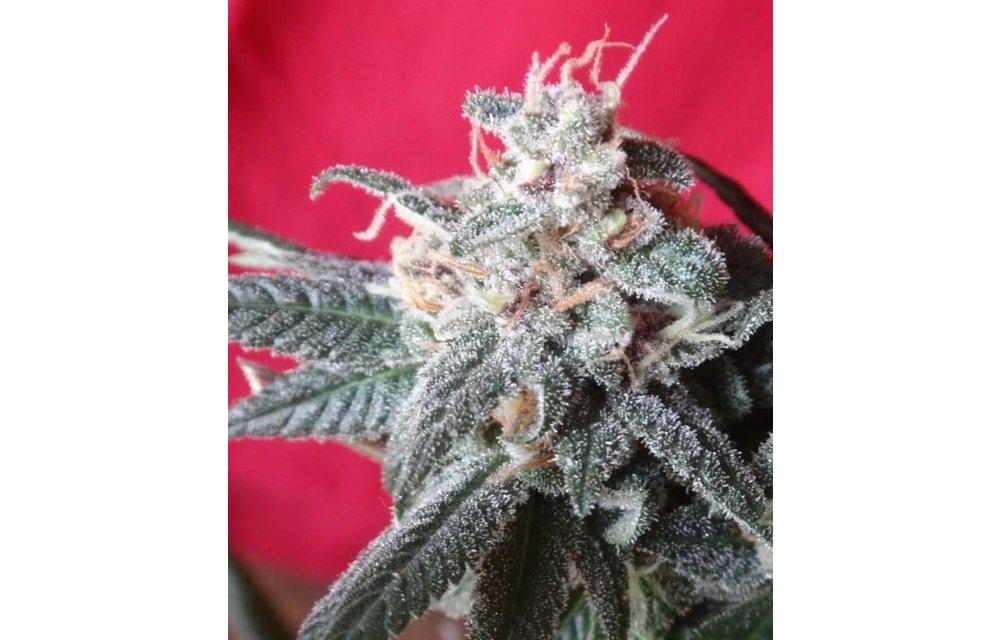 Snow Moon Fem 5 pk
