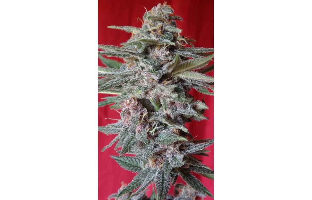 Snow Moon Fem 5 pk