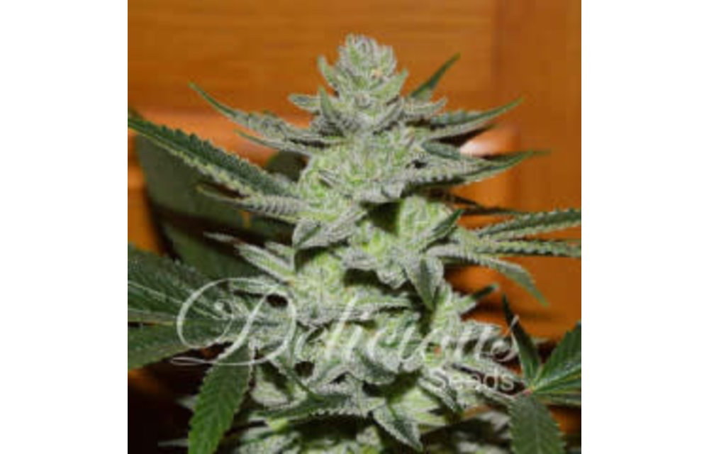 Unknown Kush (aka Desconocida Kush) Reg 7 pk