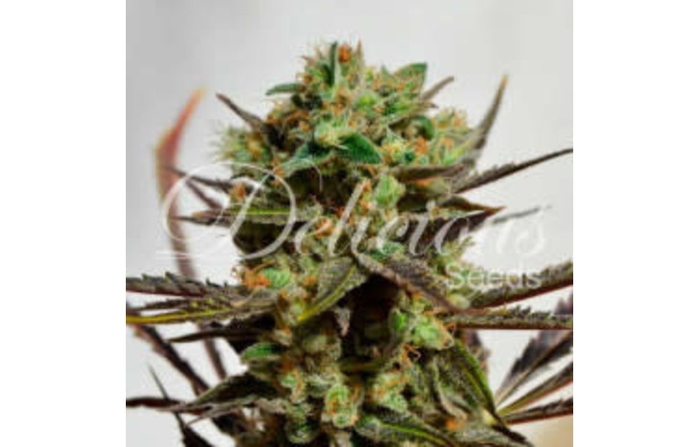 Delicious Candy Reg 7 pk