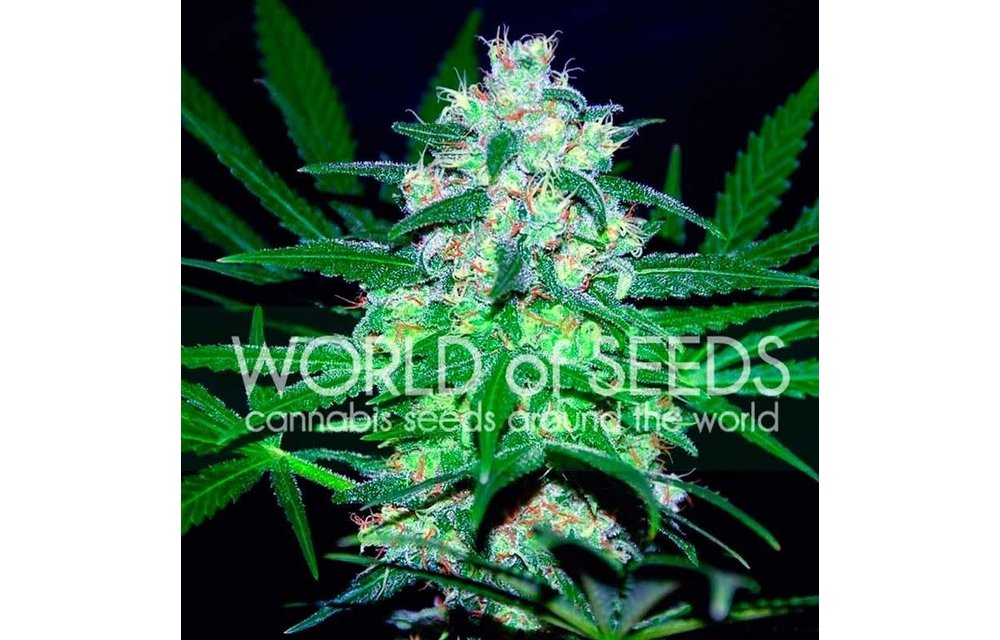 Pakistan Valley Reg 10 pk