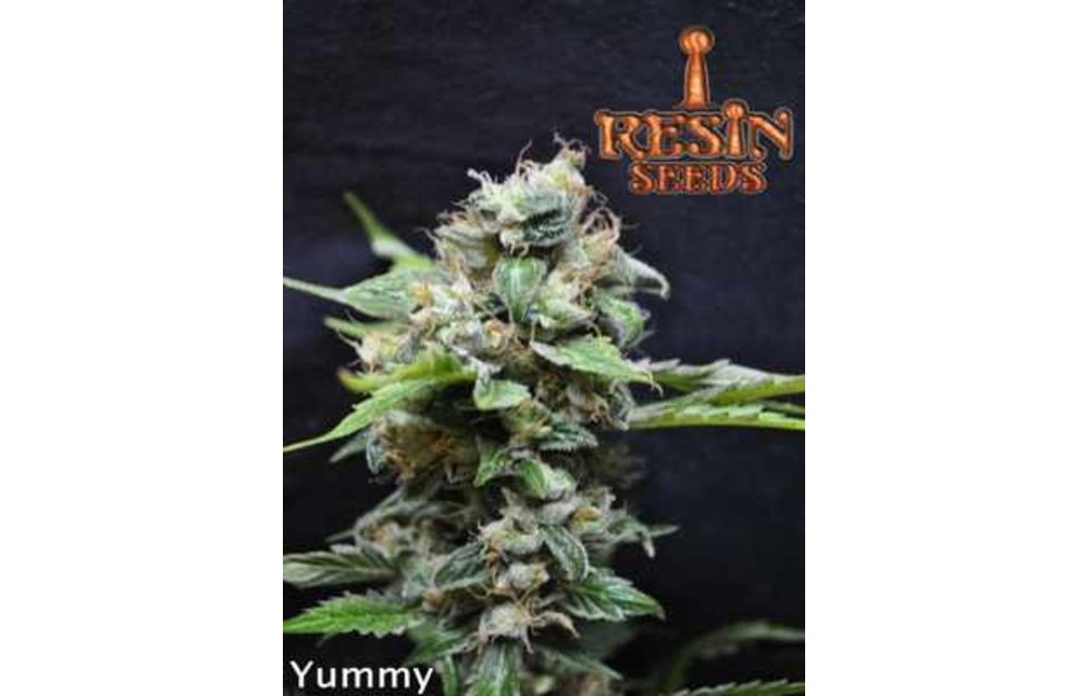 Yummy Fem 5 pk