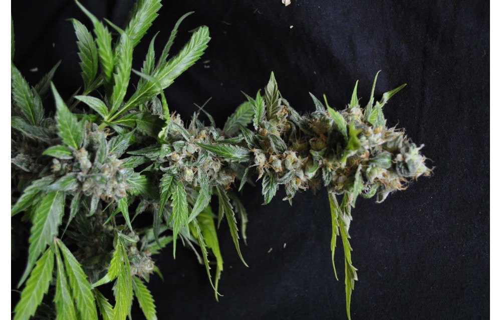 Yummy Fem 5 pk