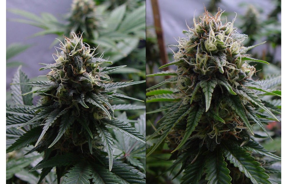 Yummy Fem 5 pk