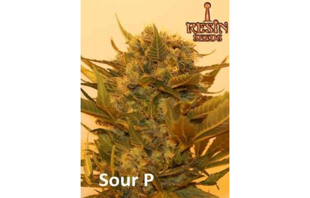 Sour P Fem 5 pk
