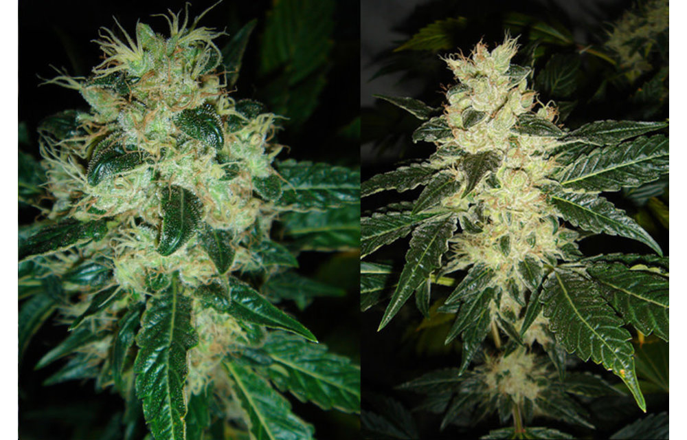 Sour P Fem 5 pk