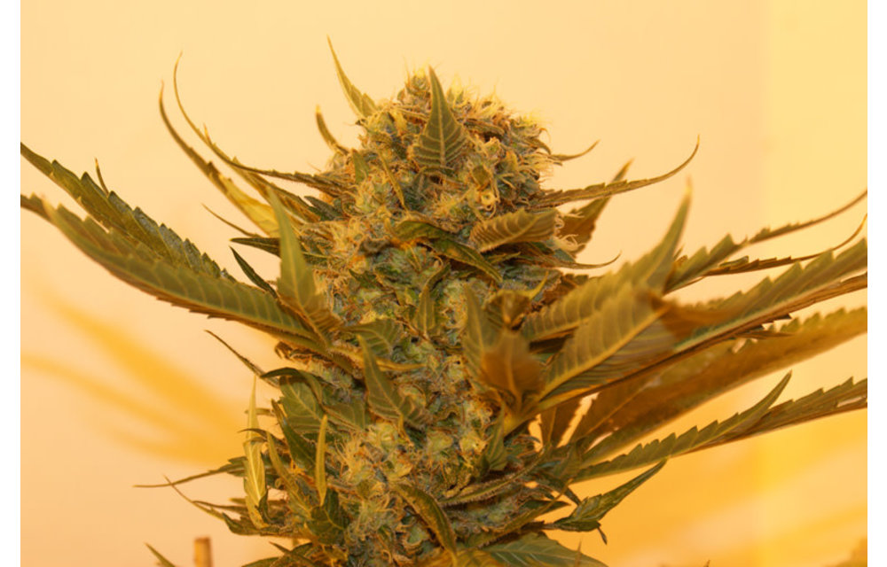 Sour P Fem 5 pk