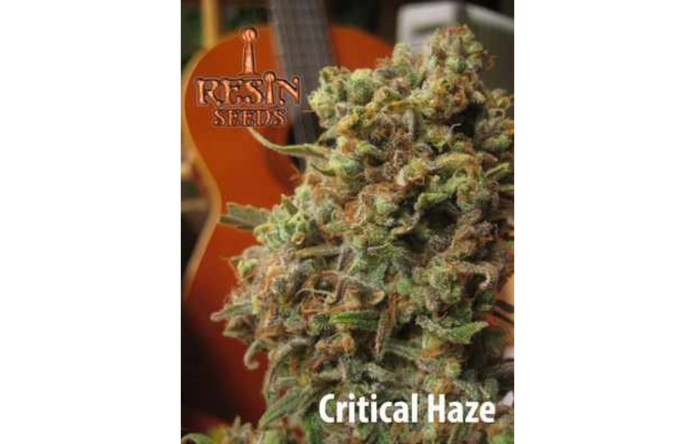 Critical Haze Fem 5 pk