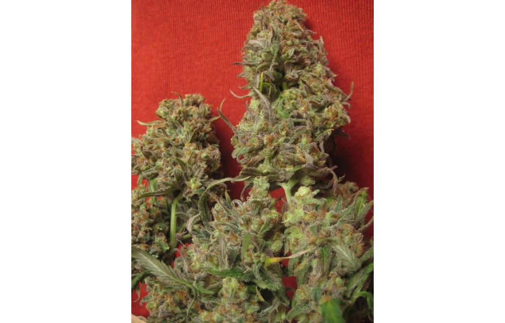 Critical Haze Fem 5 pk