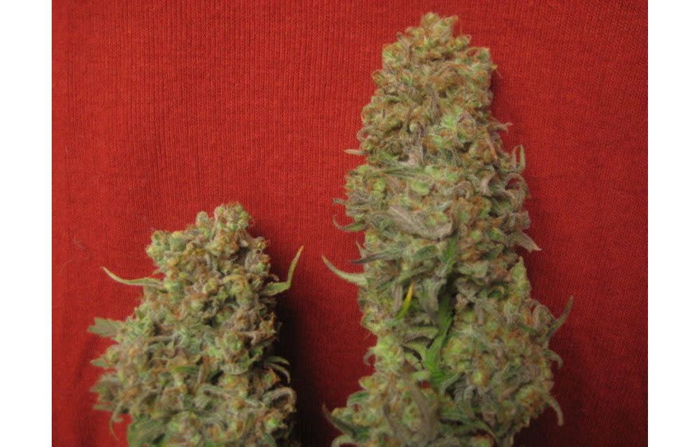 Critical Haze Fem 5 pk