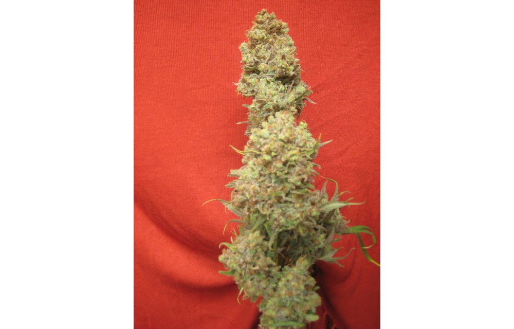 Critical Haze Fem 5 pk