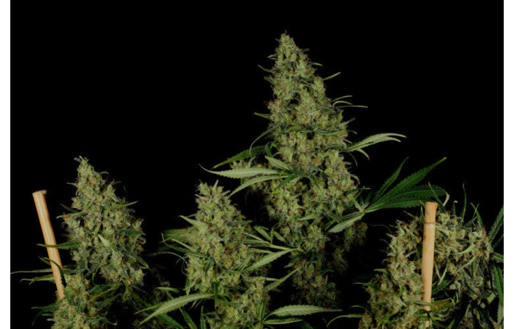 Critical Haze Fem 5 pk