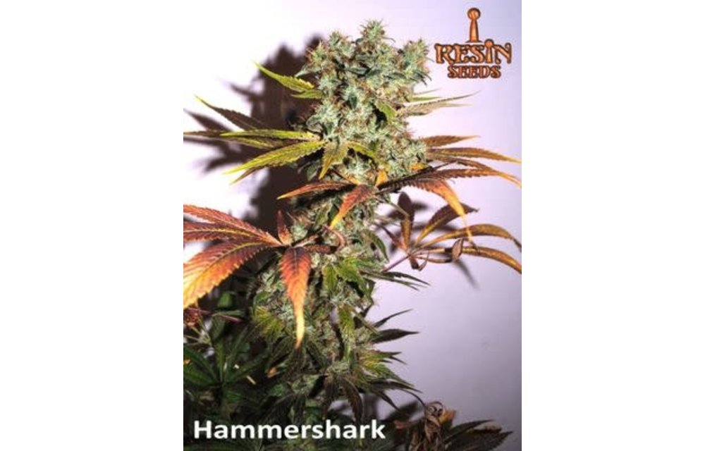 Hammer Shark Fem 5 pk