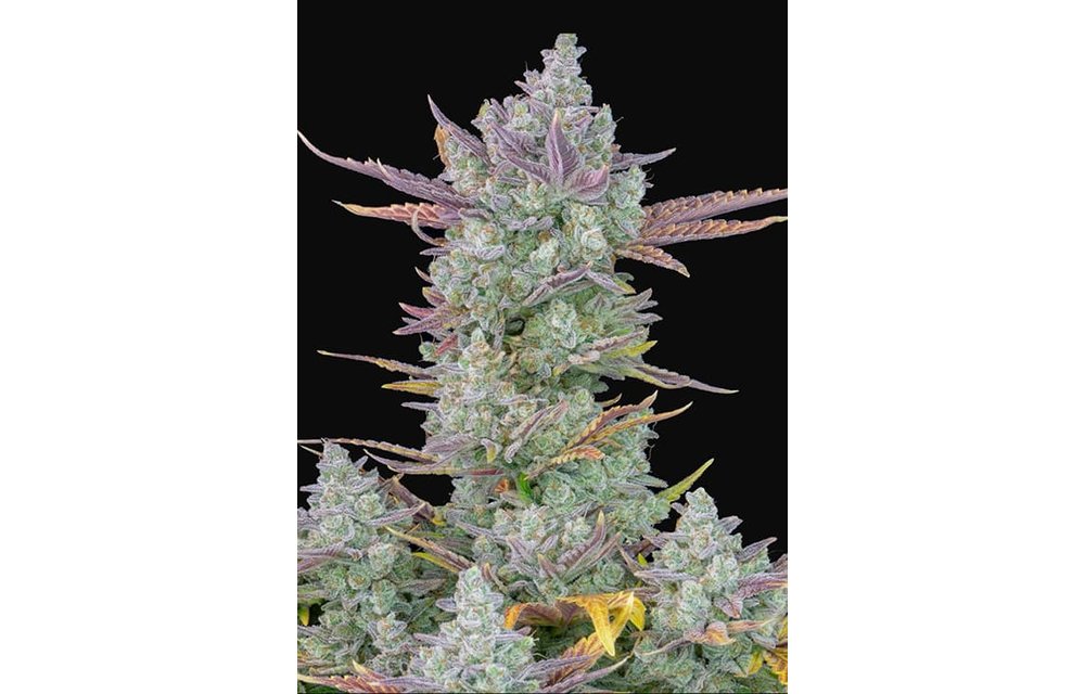 Gorilla Cookies Auto Fem 5 pk