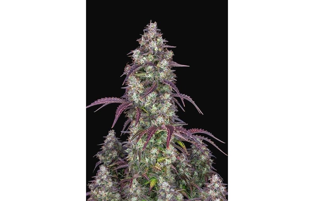 Lemon Pie Auto Fem 5 pk