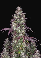 Feminized Autoflowering Seeds
