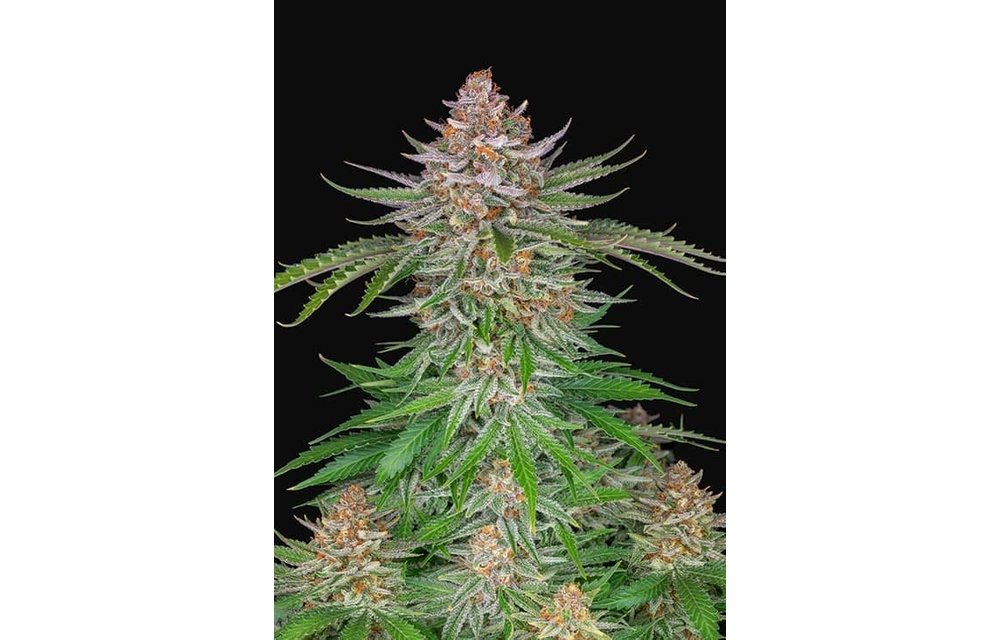 Strawberry Pie Auto Fem 5 pk