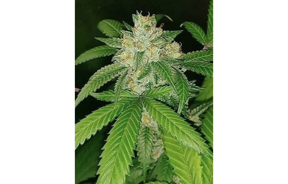 Flora Kush Reg 10 pk