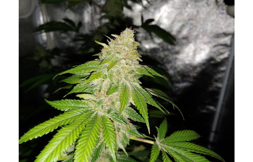 Flora Kush Reg 10 pk