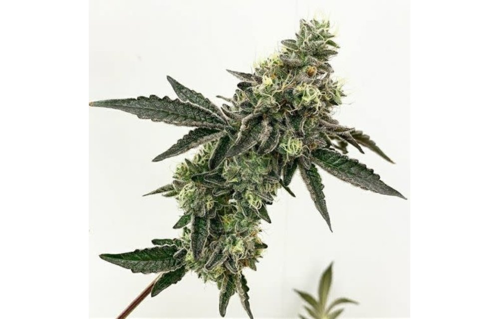 Power Sherb Reg 10 pk