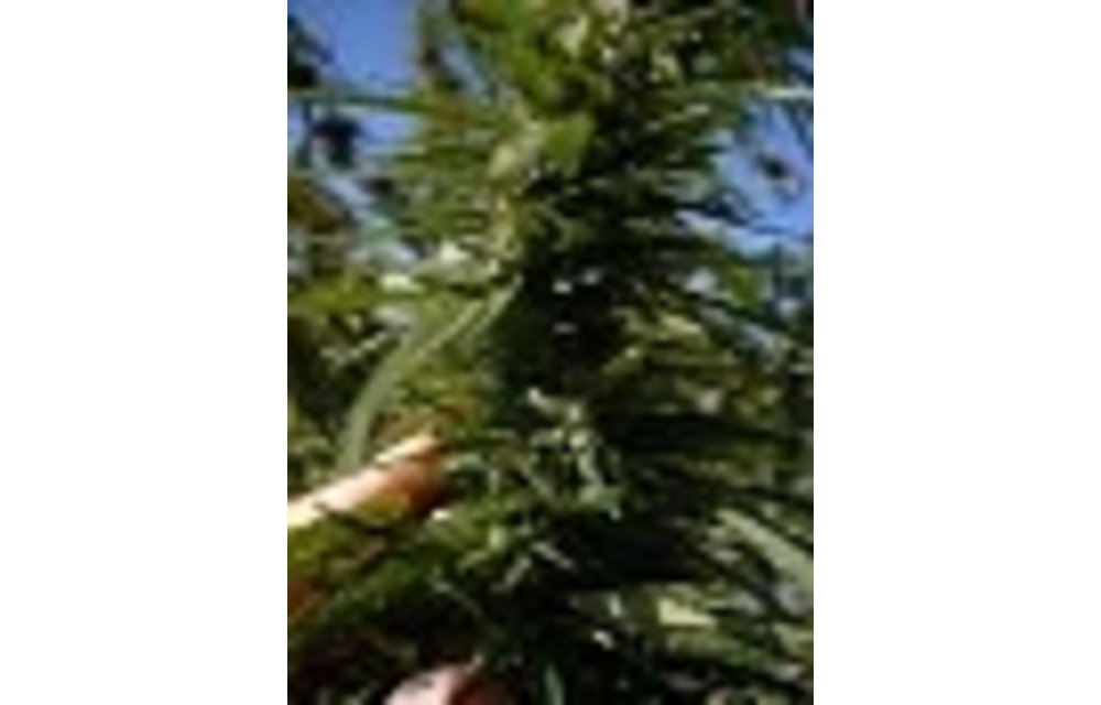Nepal Annapurna Reg 10 pk