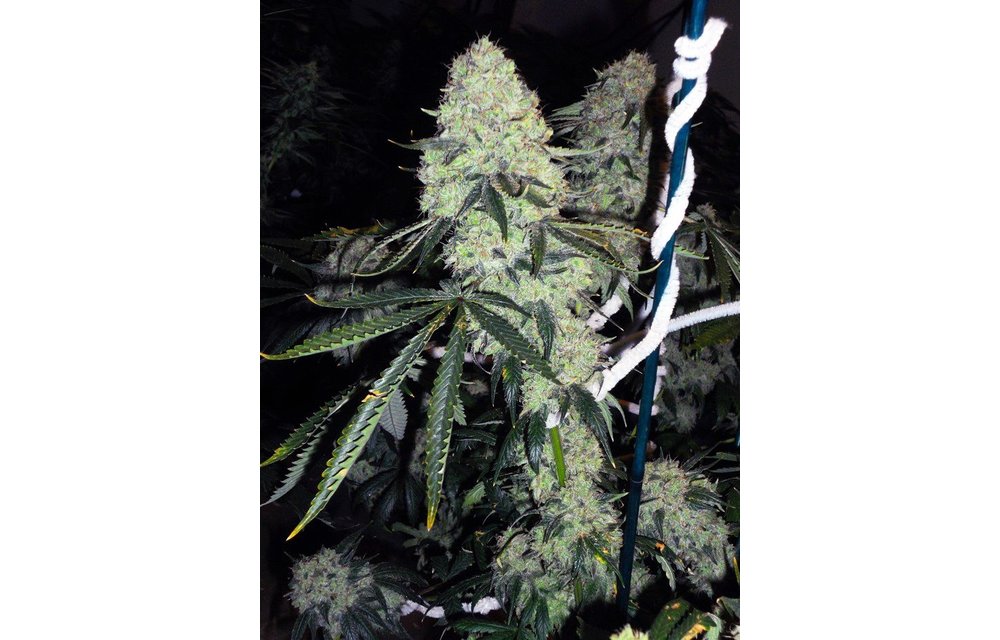 Deadhead OG Auto-Fem 6 pk